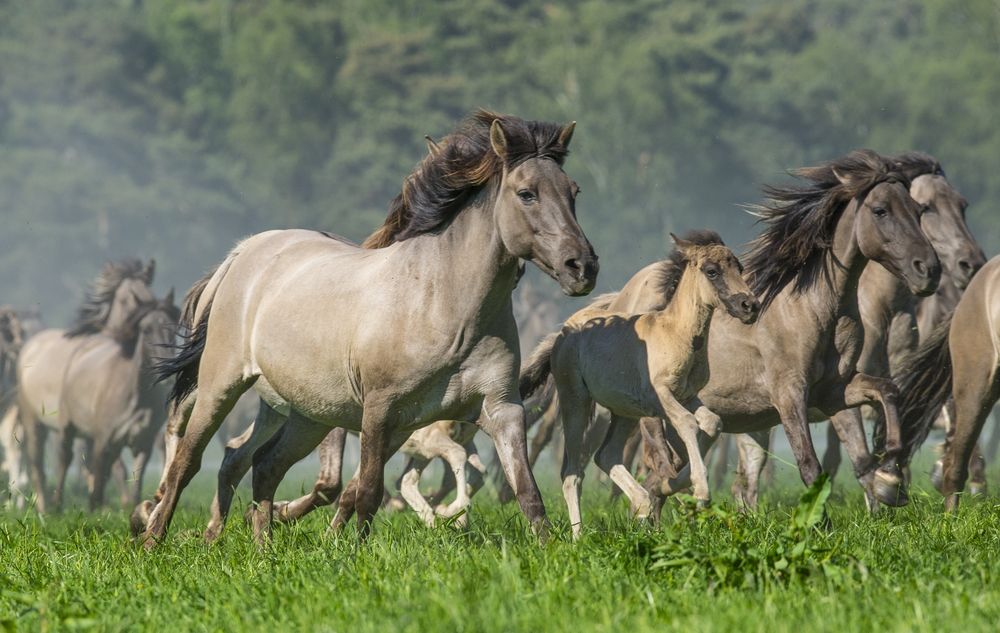 Auslauf