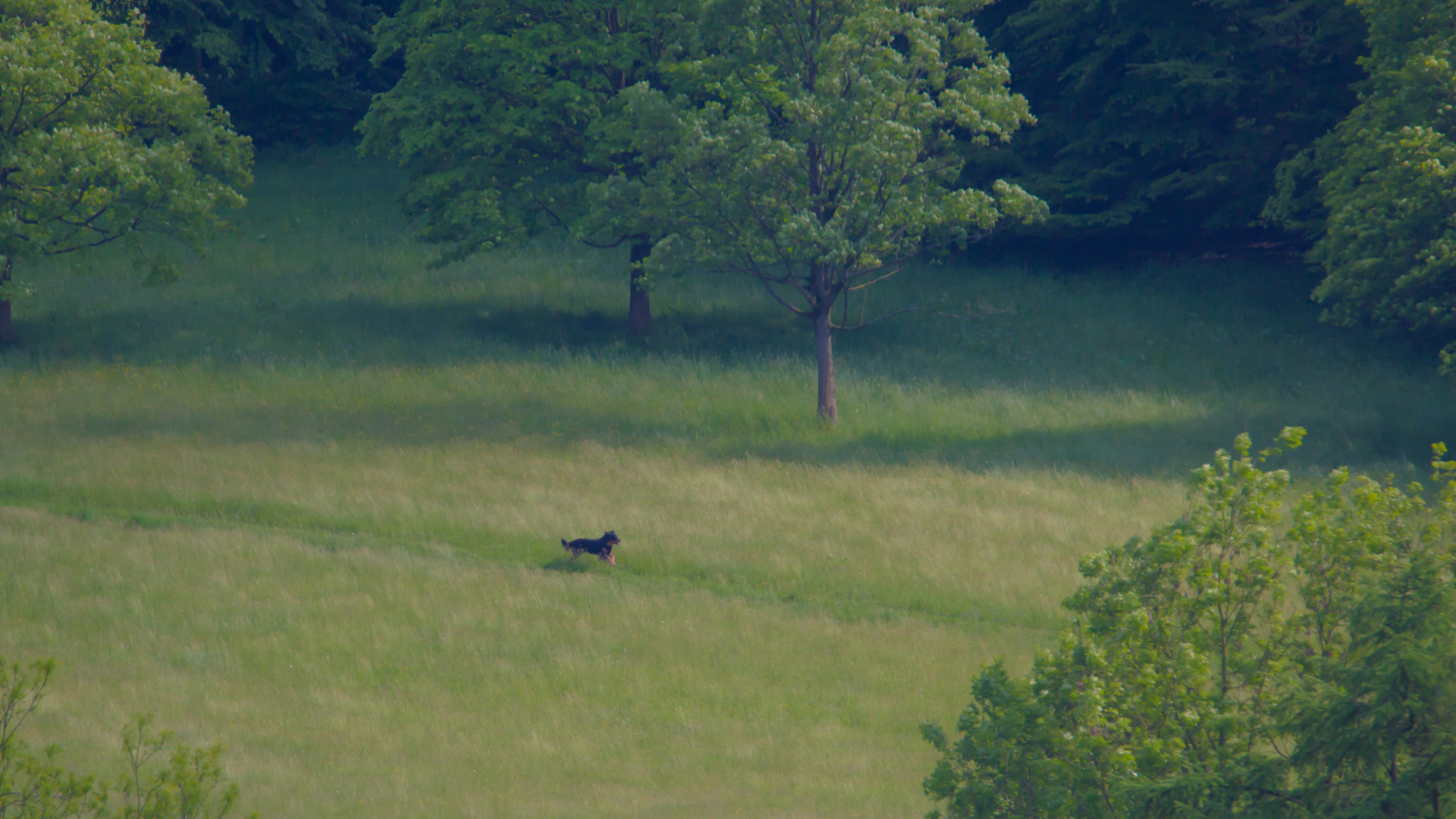 Auslauf auf der Wiese