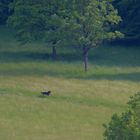 Auslauf auf der Wiese