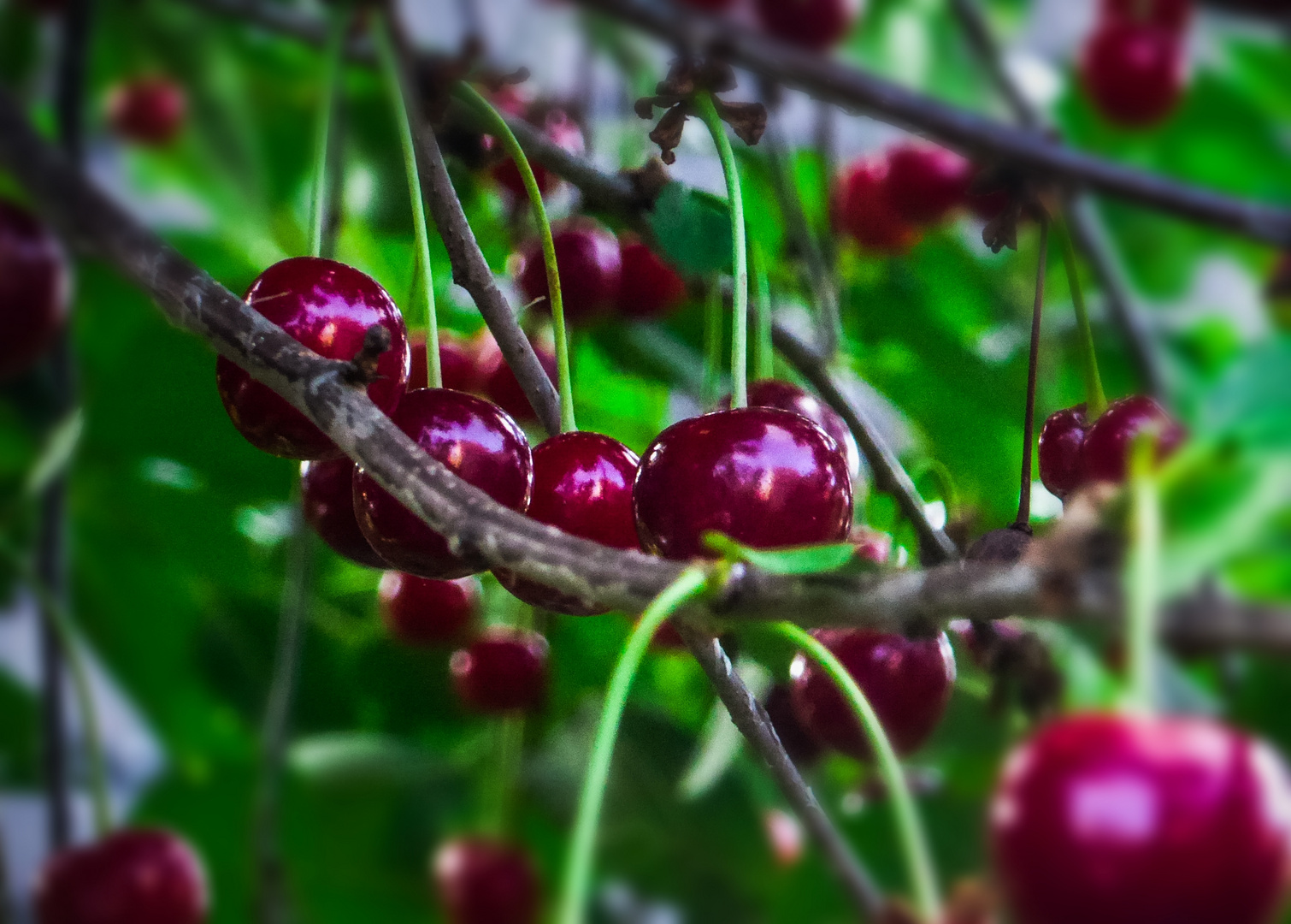 aus.nachbars.garten Foto & Bild spezial, sommer, natur