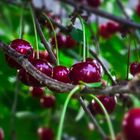 aus.nachbars.garten