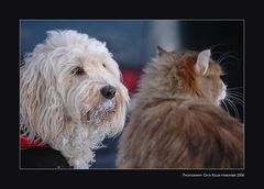 Ausnahmsweise nicht wie "Hund und Katze"....