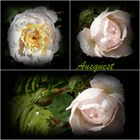 Ausquest oder Crocus Rose