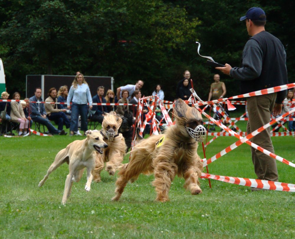 Ausreißer beim Windhundrennen in Bad Homburg