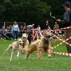 Ausreißer beim Windhundrennen in Bad Homburg