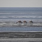 Ausreiten im Wattenmeer - beliebt vor allem bei (weiblichen) FreizeitreiterInnen!