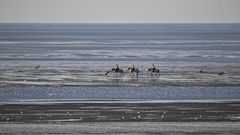 Ausreiten im Wattenmeer - beliebt vor allem bei (weiblichen) FreizeitreiterInnen!