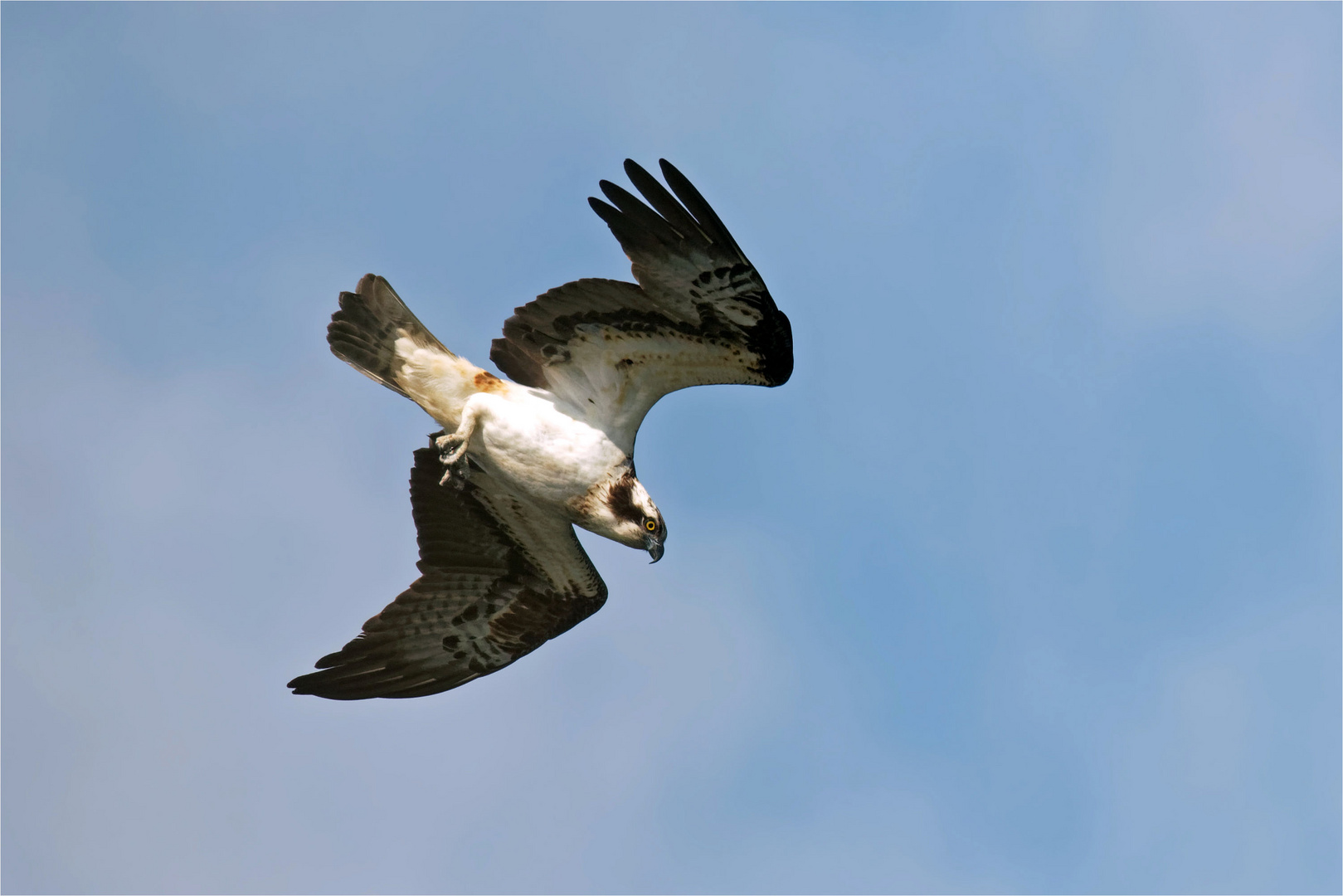  Ausrichtung zum Sturzflug : Fischadler  (Pandion haliaetus) 