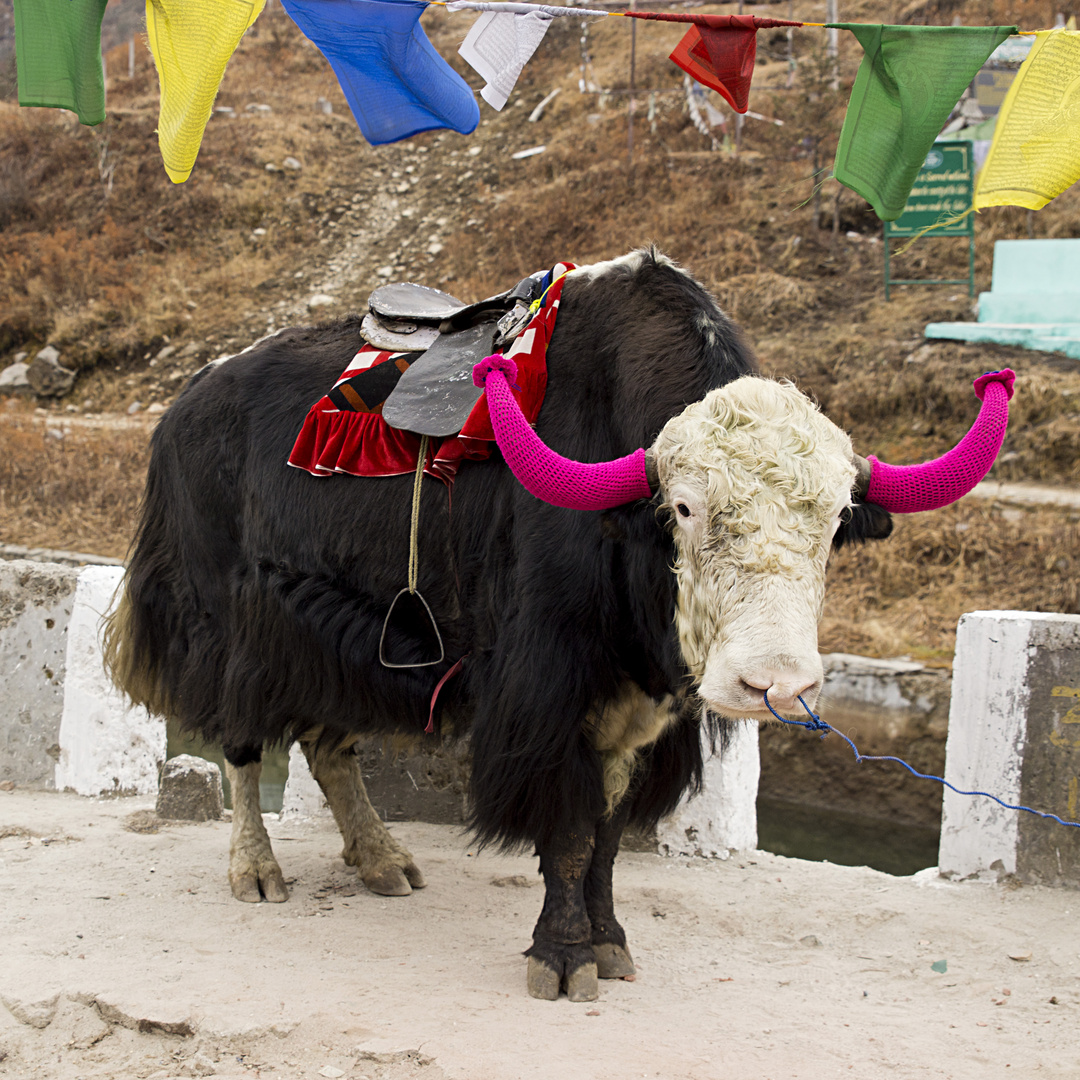 Ausritt auf dem Yak