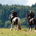 Ausritt durch den Pfälzer Wald