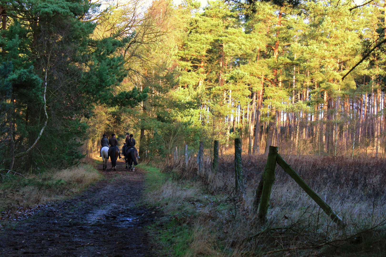 Ausritt durch Wald und Holz