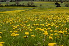 Ausritt im Frühling 2