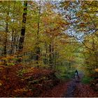 Ausritt im Herbstwald