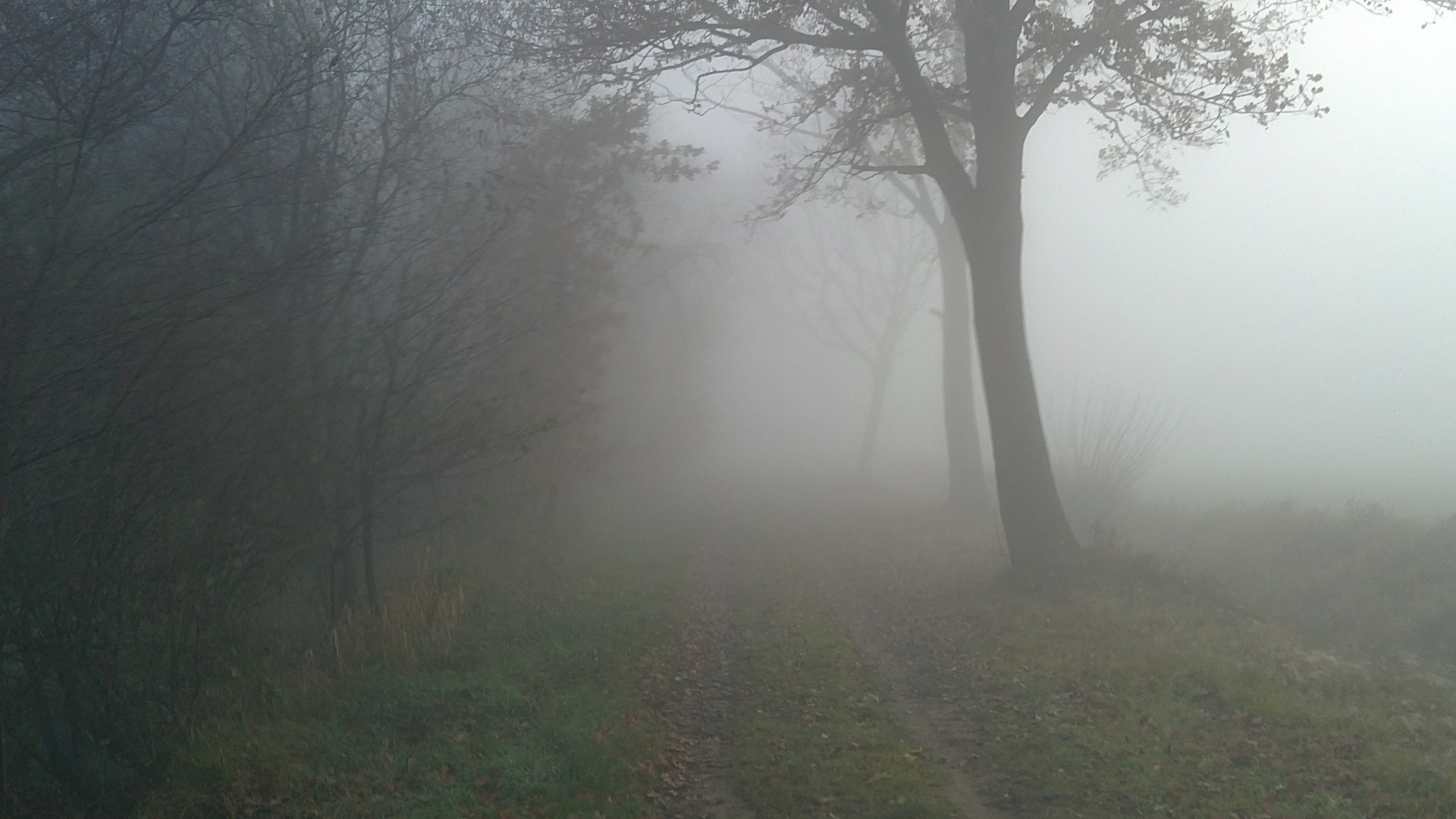 Ausritt im Nebel