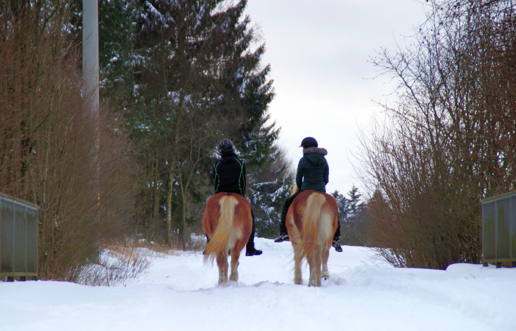 Ausritt im Schnee