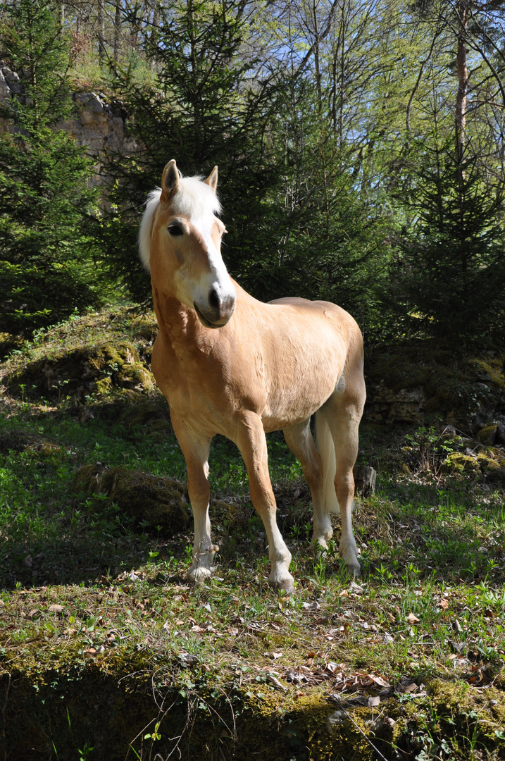 Ausritt im Wald