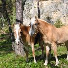 Ausritt im Wald 2