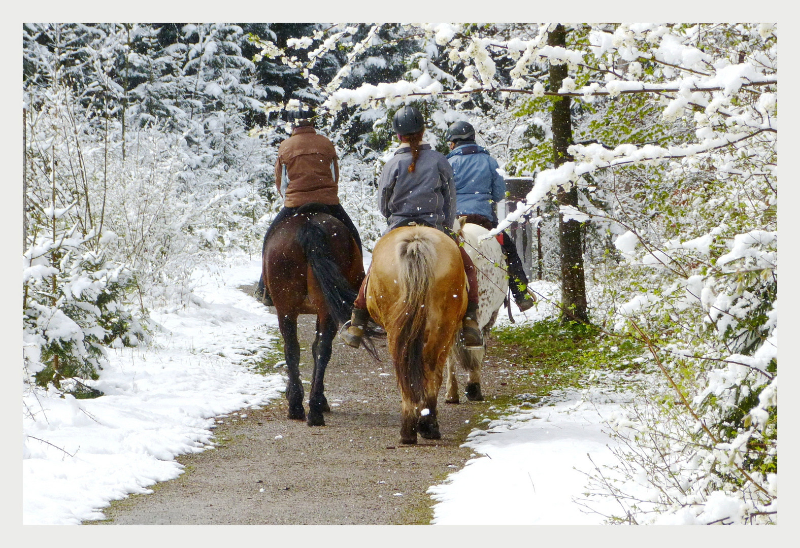 Ausritt  im Winterwald