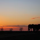 Ausritt in den Sonnenuntergang