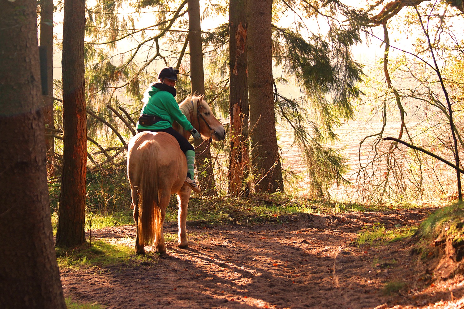 Ausritt in den Wald