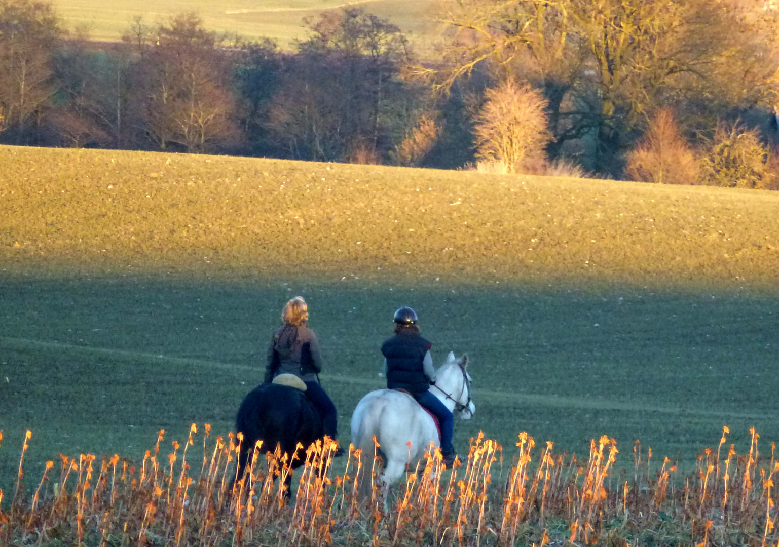 Ausritt in der Abendsonne