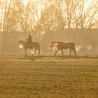 Ausritt in der Abendsonne