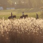 Ausritt in der Abendsonne