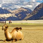 Ausritt in die Wüste Ladakh Nubratal