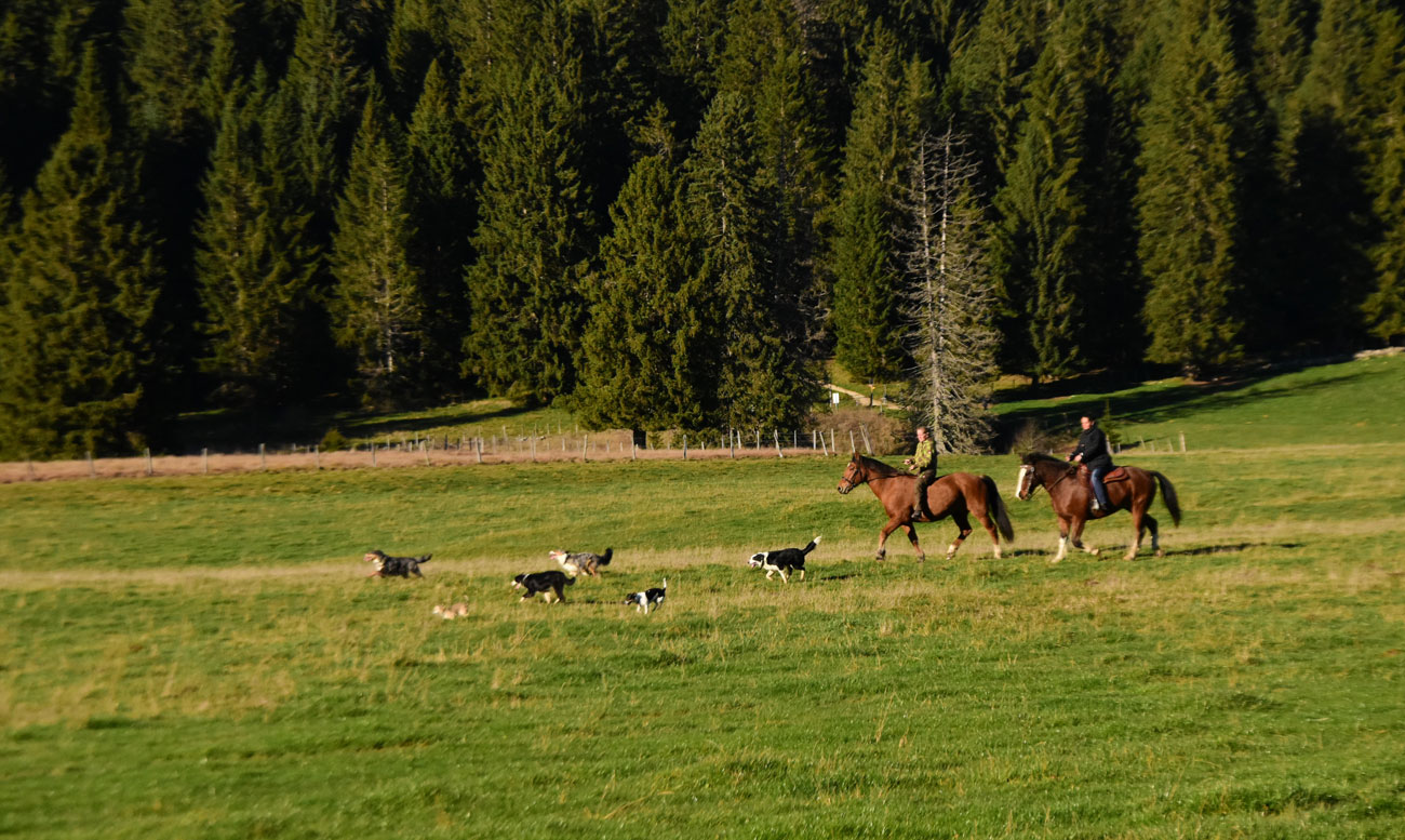 Ausritt mit Hunden und Pferden über die Juraweiden