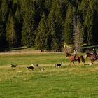 Ausritt mit Hunden und Pferden über die Juraweiden