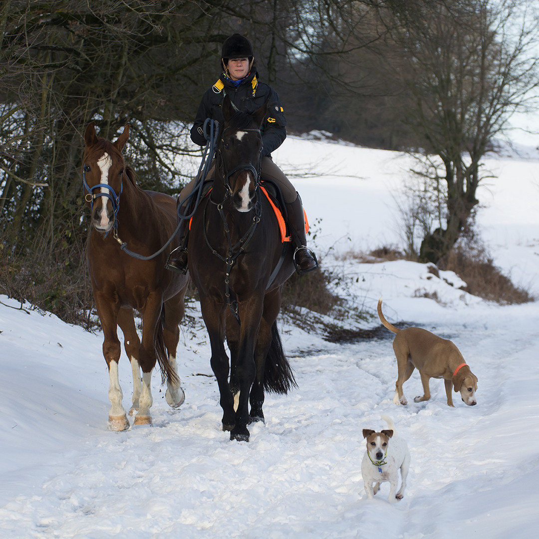 Ausritt und Auslauf