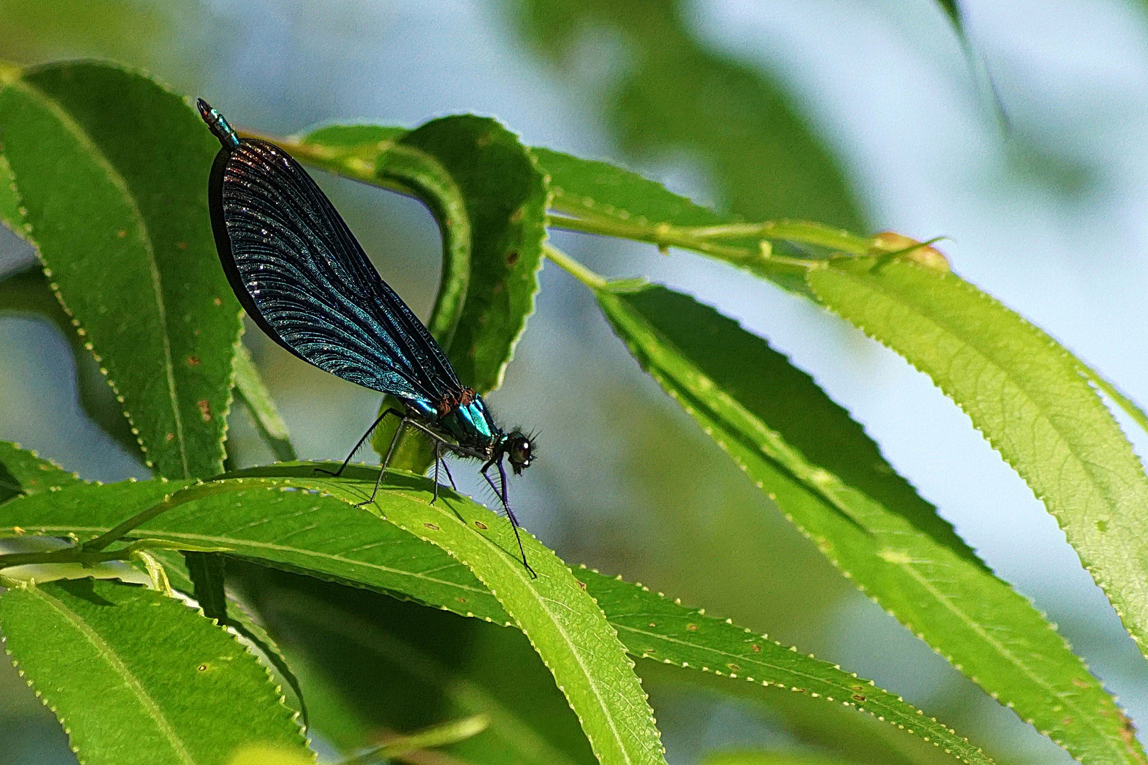 Ausrottung -  Blauflügelprachtlibelle