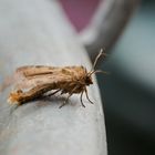 Ausrufungszeichen (Agrotis exclamationis)