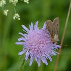 "Ausrufungszeichen auf Witwenblume"