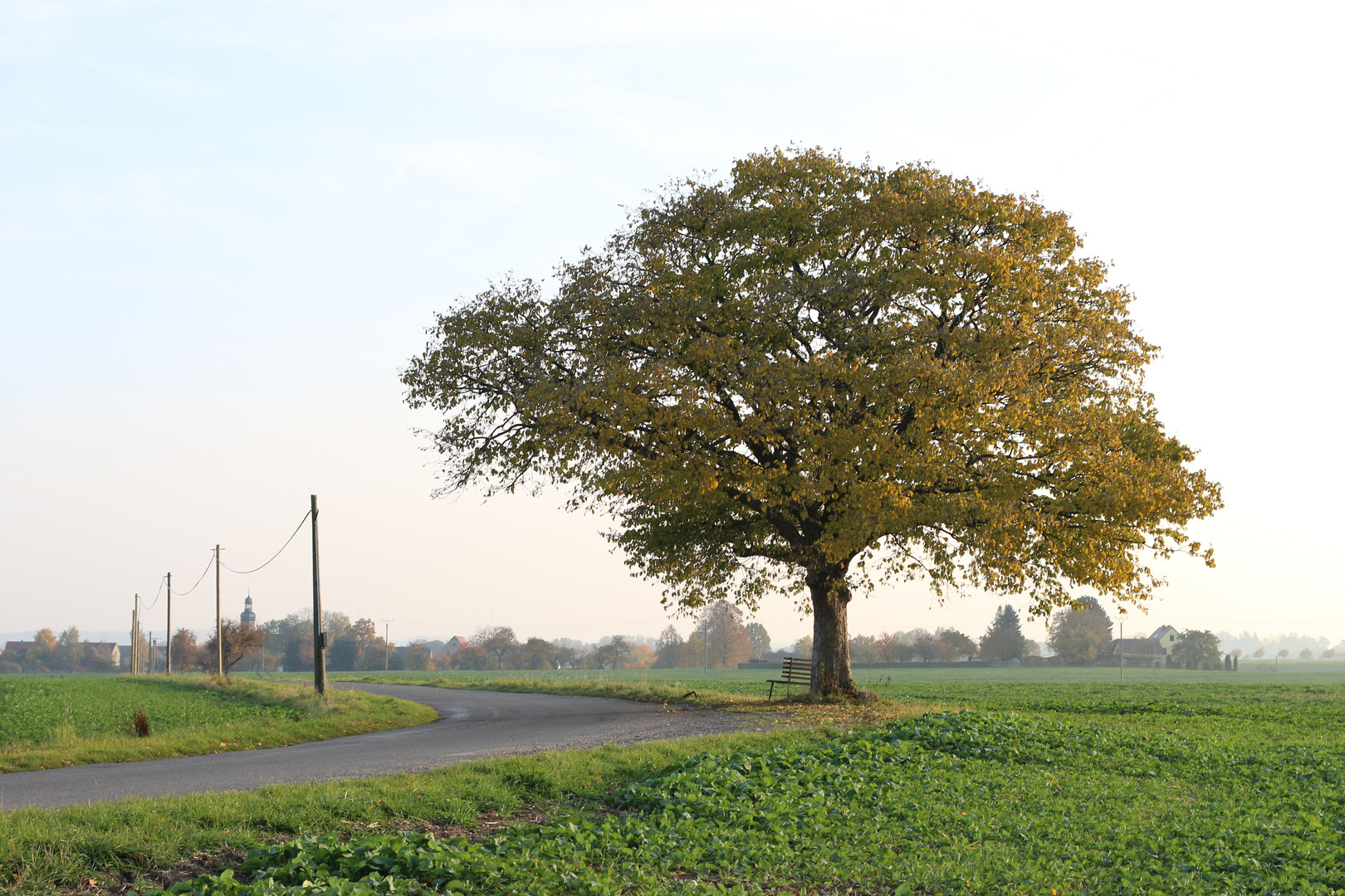 Ausruhbaum