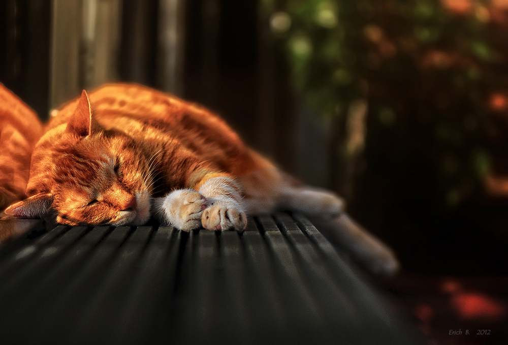 ausruhen Foto & Bild tiere, haustiere, katzen Bilder auf