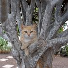 ausruhen auf dem baum