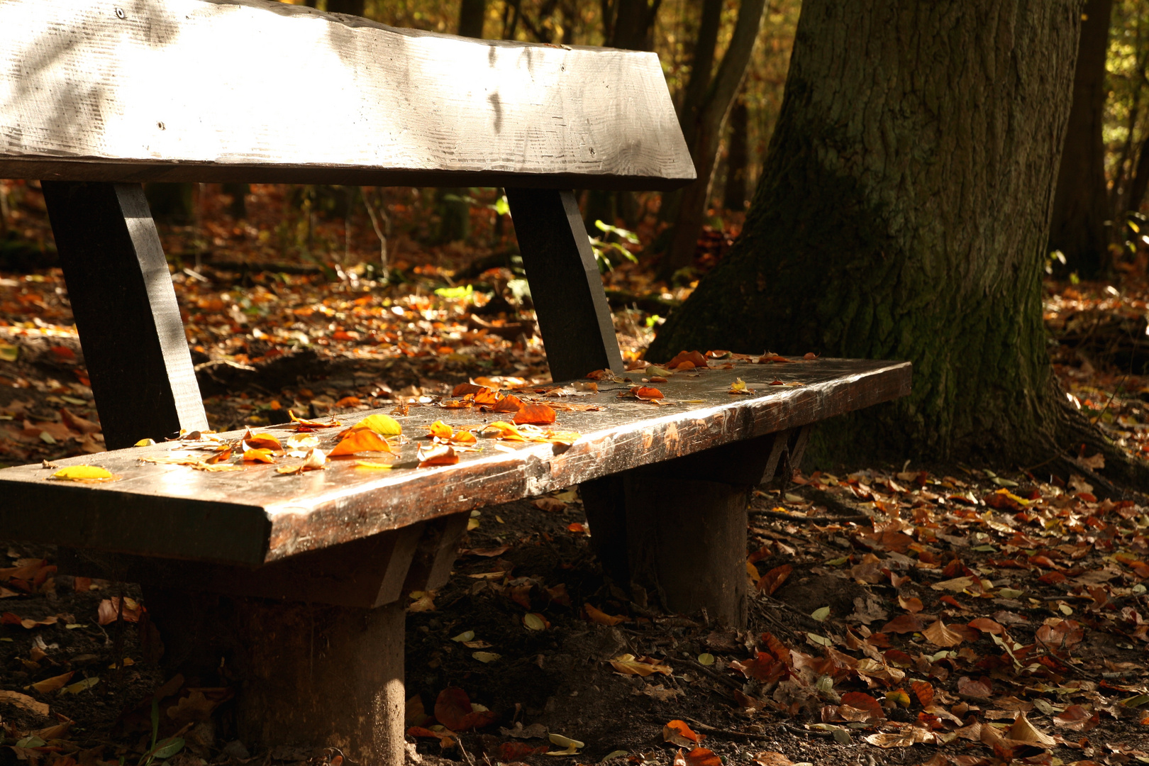 Ausruhen im Wald