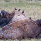 Ausruhen im Yellowstone Nationalpark