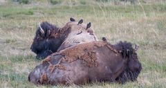 Ausruhen im Yellowstone Nationalpark