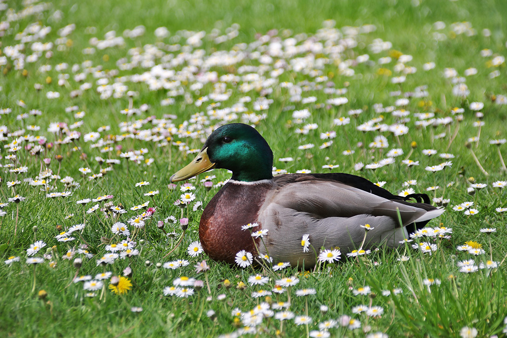 ausruhen in der Gänseblumenwiese