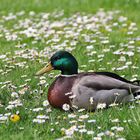 ausruhen in der Gänseblumenwiese