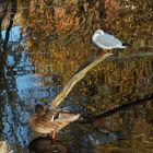 ... Ausruhen in herbstlicher Idylle ...