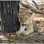 Ausruhen, Selous-Nationalpark - Tansania