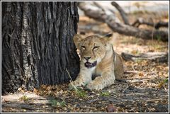 Ausruhen, Selous-Nationalpark - Tansania