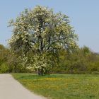 ausruhen und den Frühling genießen