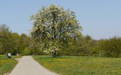 ausruhen und den Frühling genießen