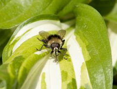 Ausruhen und sich putzen