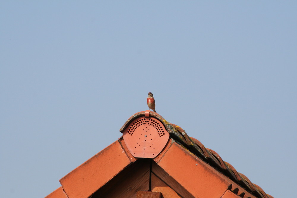 Ausschau auf dem Dach des Nachbarn