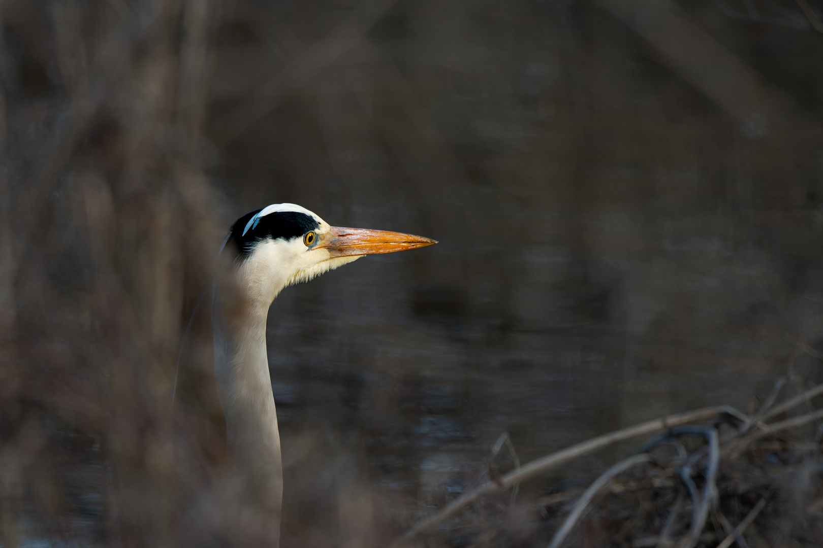Ausschau halten Foto & Bild natur, tiere, reiher Bilder auf